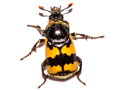 Nicrophorus vespillo